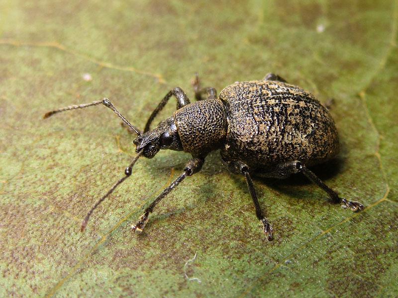 Curculionidae: Otiorhynchus armadillo o pseudonothus? ...pi probabile, O. armadillo